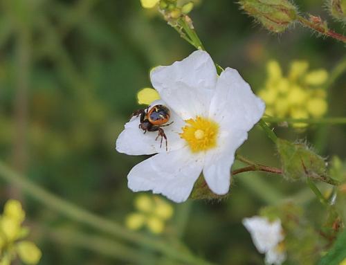 Synema globosum